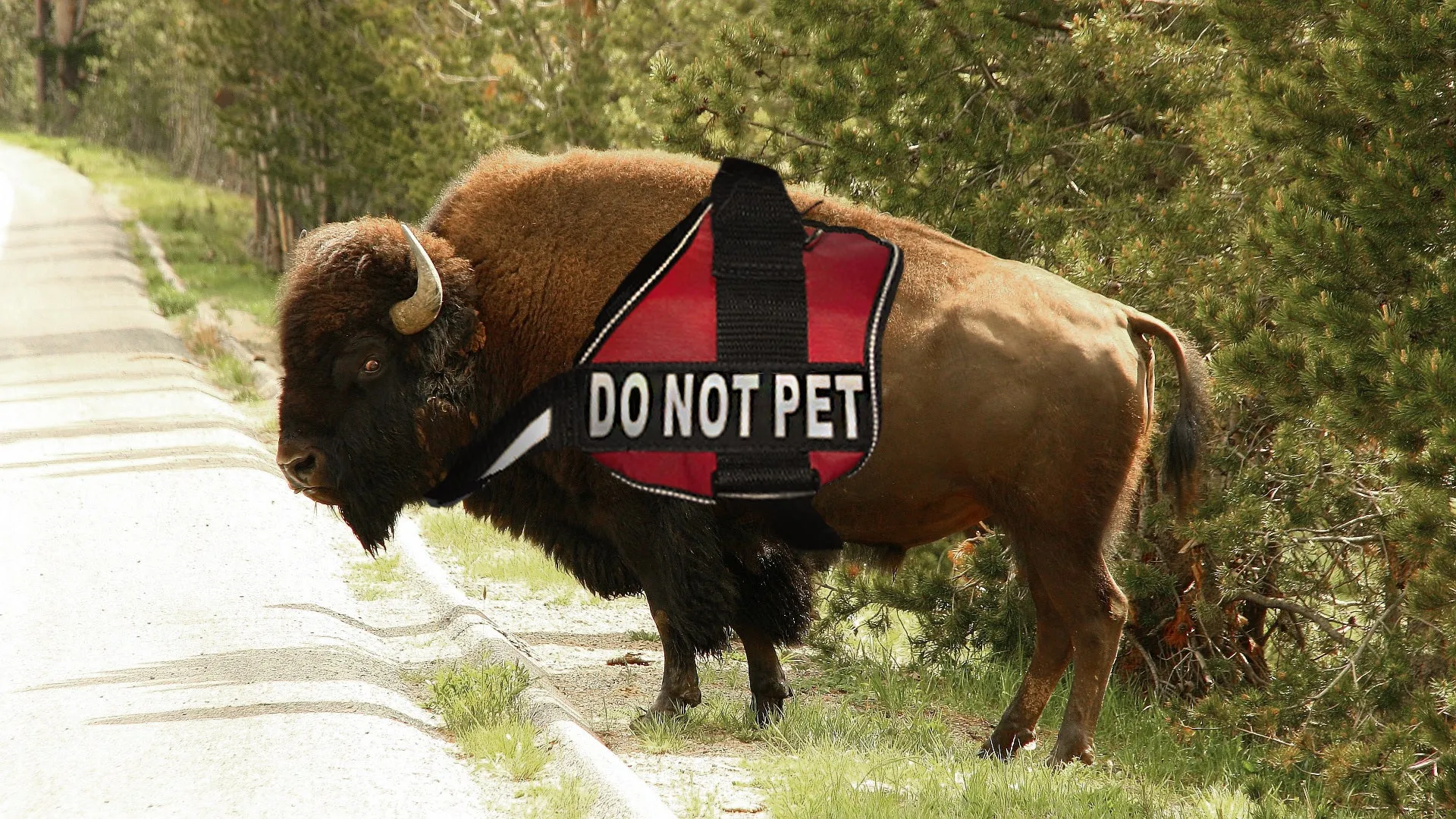 LIMITED EDITION Surf Wyoming® Service Bison Sticker